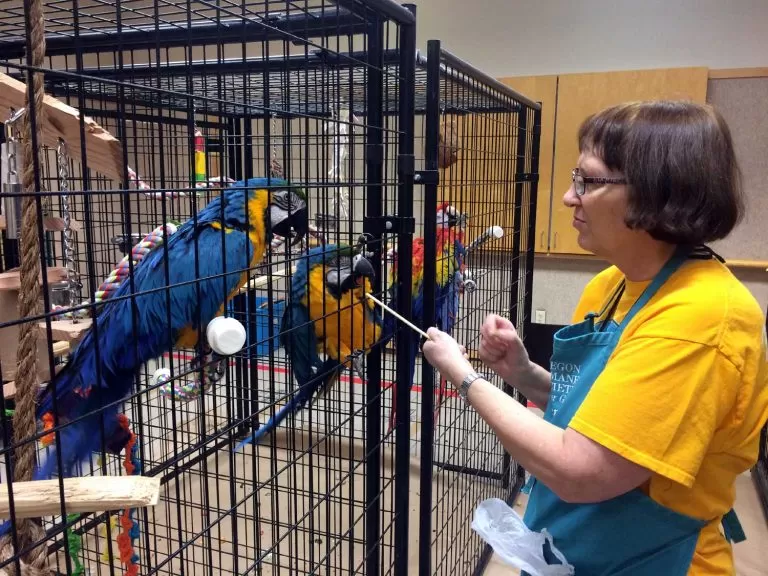 Why we shelter parrots
