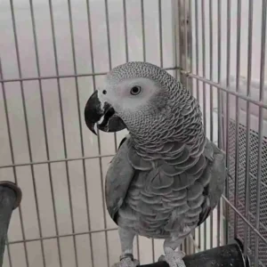 Dark Brown African Grey Parrots