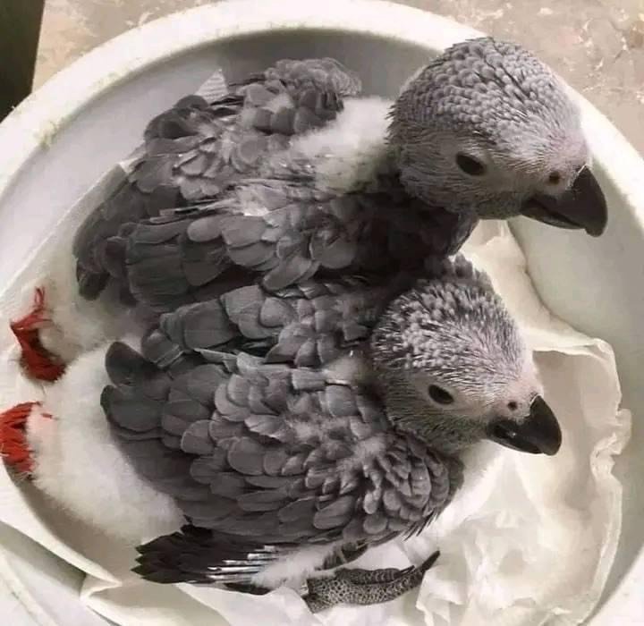 Young Female & Male African Grey Parrots