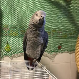 African Grey Parrots Kenn