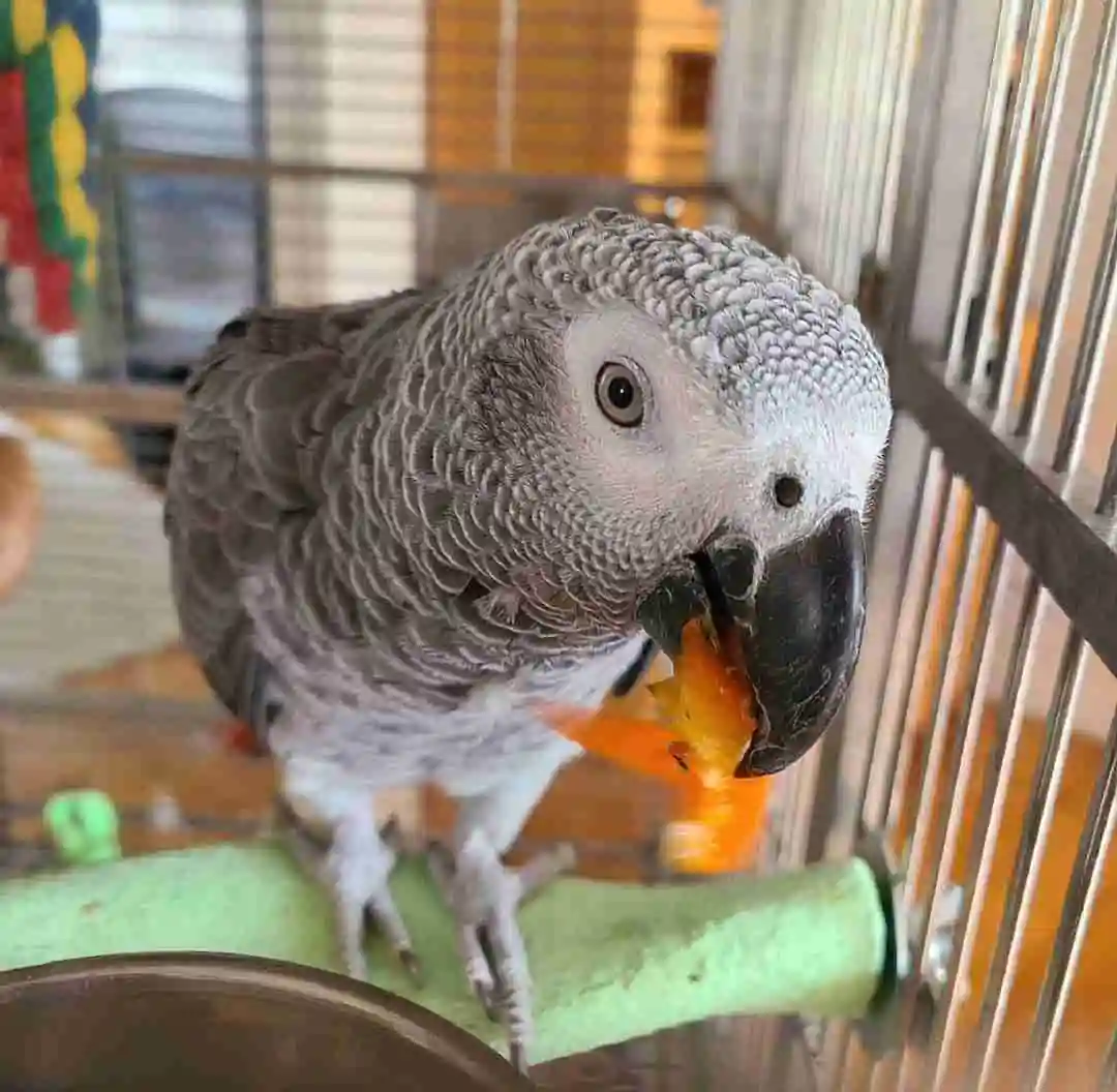 Psittacus erithacus – African Grey Parrot