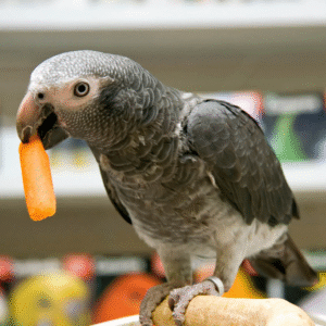 Timneh african grey parrot for sale