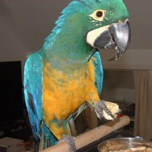 BLUE & GOLD MACAW