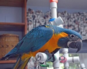 Curated visual reference: Best Bird Cages For Blue Throated Macaws Appearance Reference: Blue Throat Macaw Hand Reared Parrots For Sale