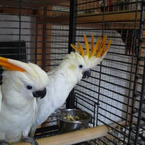 CITRON CRESTED COCKATOO