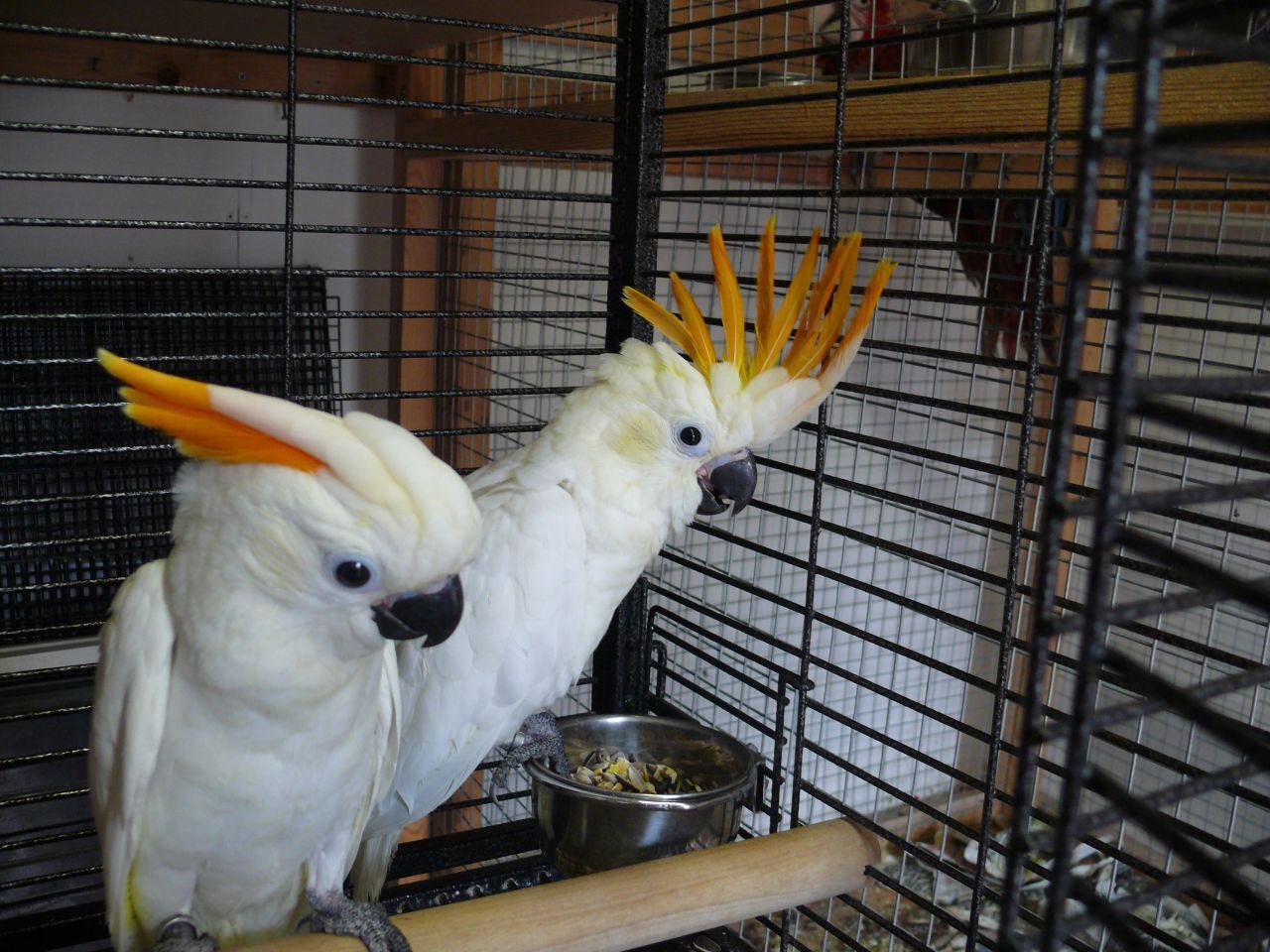 CITRON CRESTED COCKATOO