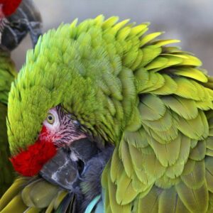 MILITARY MACAW