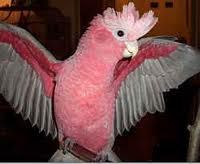 ROSE BREASTED COCKATOO